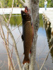 15" Spring Brook Trout